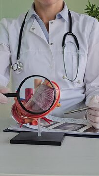 Doctor shows a model of the stomach and pancreas using a magnifying glass. Early diagnosis and treatment. Oncology and stomach diseases