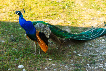 Obraz premium Colorful peacock roaming freely in a grassy area during bright daylight