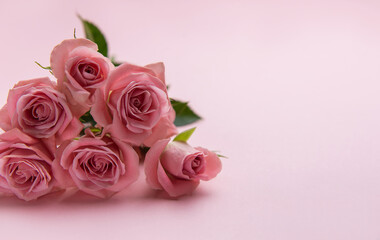 Pink roses lying on pink background creating stunning floral arrangement