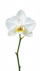 Obraz premium Single white dendrobium orchid isolated on white background, blooms, delicate, single