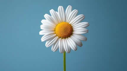 A close-up of a vibrant daisy flower against a soft blue background, symbolizing beauty