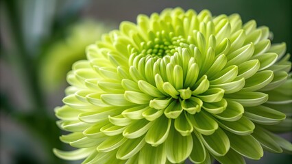 Lime Green Chrysanthemum: A captivating macro photograph of a lime green chrysanthemum, showcasing its intricate details and vibrant color.