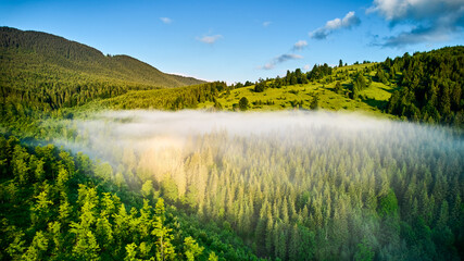 Morning light casts golden glow on lush green hills and dense forest, where mist weaves through trees. Clear blue sky adds to serene and refreshing atmosphere of this tranquil landscape.