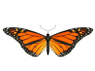 Obraz premium Butterfly