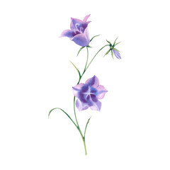 Blue bell flower. Hand-painted watercolor illustration of a bell. Botanical painting of pharmacy flowers. A bouquet of delicate wildflowers on an isolated background. Clipart for postcards.