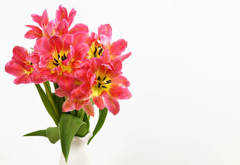 Yellow and orange tulip flowers on white background
