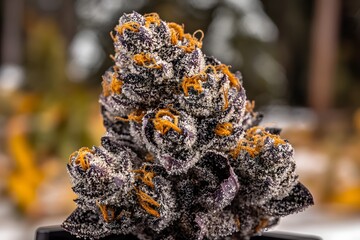 Makroaufnahme einer frostigen Cannabis-Knospe – Hochwertige Blüte mit Trichomen  
