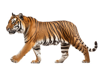 Obraz premium Full body tiger isolated on transparent background. Generative ai