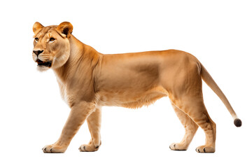Obraz premium Full body lioness isolated on transparent background. Generative ai
