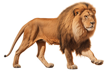 Obraz premium Full body lion isolated on transparent background. Generative ai