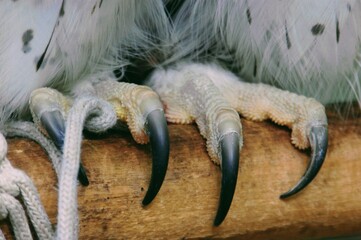 The feet of Spot-bellied Eagle-Owl or Ketupa nipalensis also known as the forest eagle-owl. The feet stand on the tree branch. Owls have sharp, curved, vice-like talons