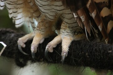 The feet of  Spotted Wood Owl . The feet stand on the tree branch. Owls have sharp, curved, vice-like talons
