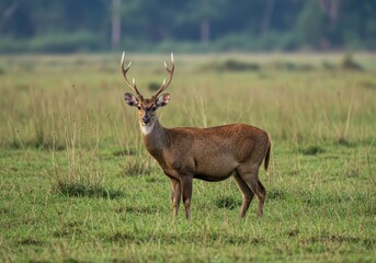 hog deer on the grassland of kaziranga in assam