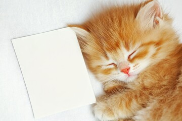 A fluffy ginger kitten peacefully sleeping next to a blank card on a soft white background, symbolizing warmth, love, and relaxation. This is a mockup for creative designs, branding