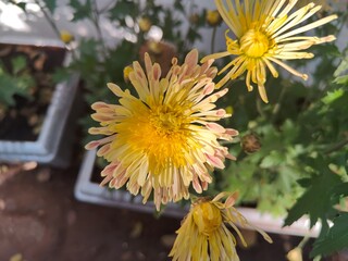 Different types of beautiful flower plants are gathered together in a flower bed. Decorating the urban landscape with fresh flowers