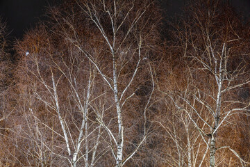 Betula pendula. European birch trees at night in the city with wood pigeons resting among their branches.