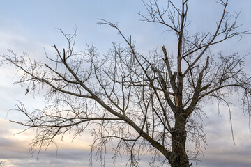 Poplar, old tree in winter with buds and a cloudy sky in the background.