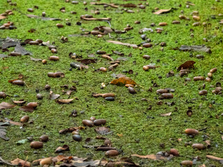 緑色の苔で覆われた石だたみの上に散らばる茶色いドングリと落ち葉