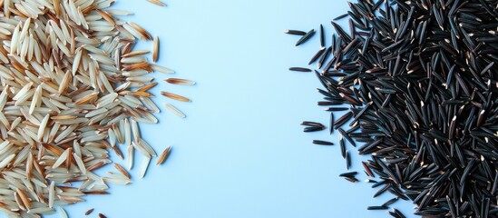 Aerial view of uncooked and dried wild rice split in two against a light blue background with ample space for text placement on both sides