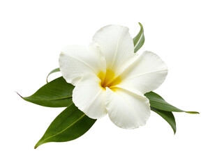 Fototapeta premium white flower isolated on white