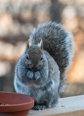 Close up of eastern gray squirrel eating seeds on wooden deck railing.