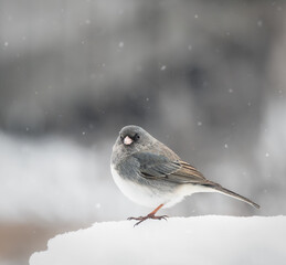 Close up of grey junco bird standing on snow on winter day.