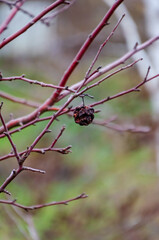 Withered fruit on bare red branches against blurred natural green background. Dried fruit, melancholic mood, shallow depth of field, close-up shot, outdoor setting, concept of decay and passage of tim
