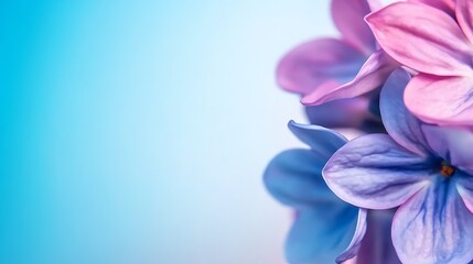 Fototapeta premium Close-up of vibrant lilac flowers against a soft blue gradient background, creating a serene atmosphere