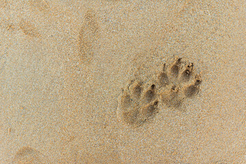 cute dogs paws print on the sand