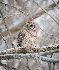 Close up of barred owl perched on snowy tree branch on winter day.
