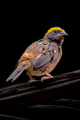 Portrait of the Baya Weaver on black background
