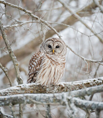 Close up of barred owl perched on snowy tree branch on winter day.