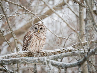 Close up of barred owl perched on snowy tree branch on winter day.