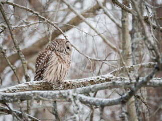 Barred owl perched on snowy tree branch on a winter day.