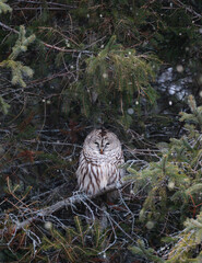Barred owl resting in branches of evergreen tree on winter day.