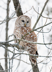Close up of barred owl perched on tree branch on winter day.