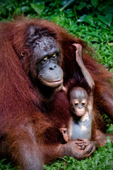 mother and baby bornean orangutan