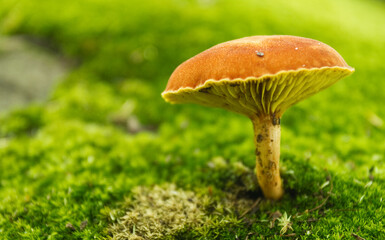 An orange mushroom rises above a bed of green moss on the forest floor