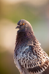 Portrait of a rock pigeon commonly found in urban areas within the USA