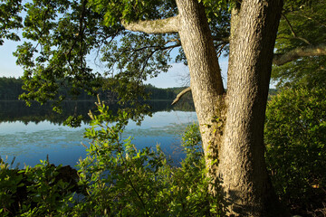 A white oak tree beside a calm pond at Prouty Woods, Massachusetts