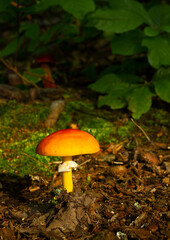 An orange mushroom rises from the forest floor at Prouty Woods
