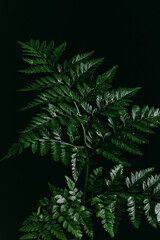 Green Fern with Dramatic Lighting