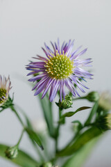 Obraz premium A Close-up of a Purple Aster