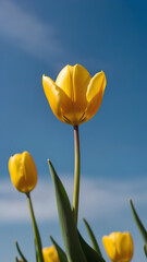 Obraz premium Yellow tulips against blue sky