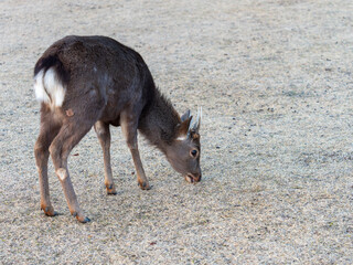 角が生え始めた奈良公園の鹿