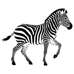 Detailed Zebra Vector Illustration in Striking Black and White