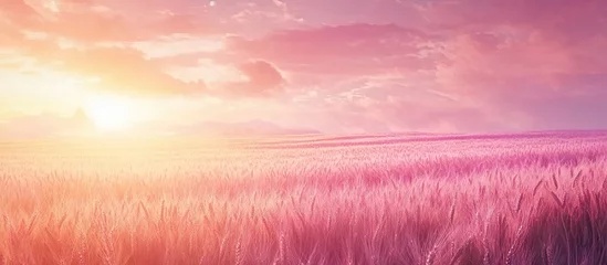 Gardinen Vast golden yellow wheat field under a vibrant pink sunset with soft clouds creates a serene landscape perfect for creative designs. © meristock