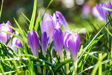 Cluster of vibrant purple crocus flowers emerging from lush green grass. Sunlight illuminates the delicate petals and creates a springtime scene.