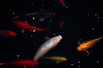 A serene koi pond with multicolored koi fish swimming just beneath the surface.