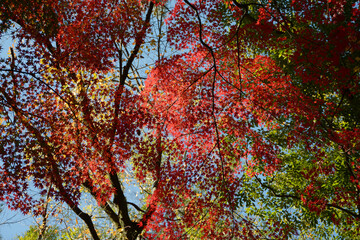 Fototapeta premium 秋の彩り 森の紅葉